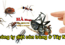 Công ty diệt côn trùng ở Tây Ninh