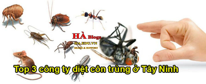 Công ty diệt côn trùng ở Tây Ninh