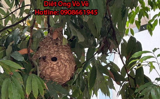 diet con trung tai go dau