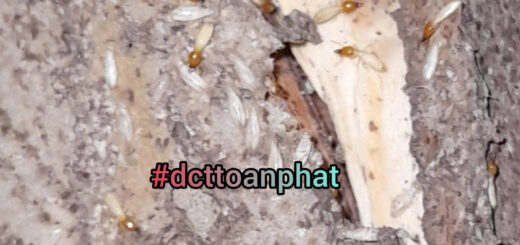 DCTToanPhat Kiểm Soát Mối Tại Tân Bình