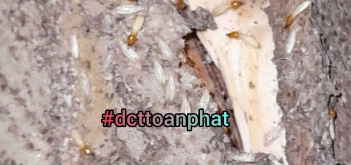 DCTToanPhat Kiểm Soát Mối Tại Tân Bình